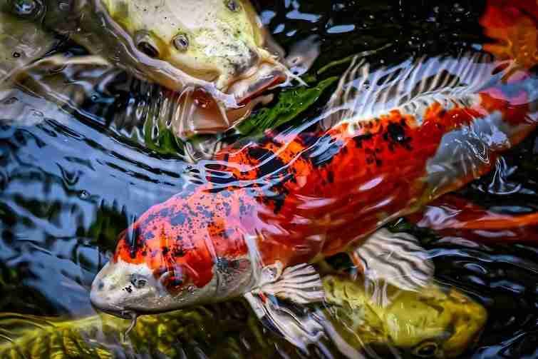 Beautiful koi fish at a pond