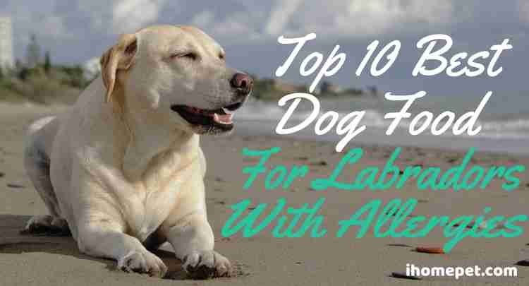 Best Dog Food for Labradors with Allergies