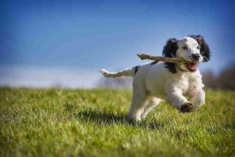 Dog playing fetch outdoor to treat depression