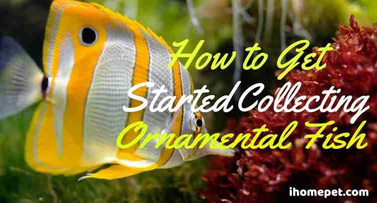 How to Get Started Collecting Ornamental Fish