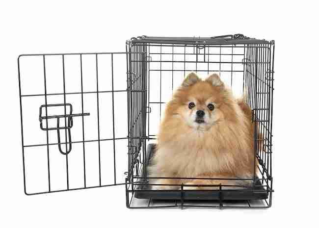 Pomeranian chilling inside of a crate