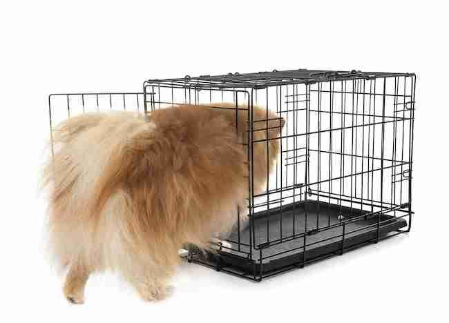 Pomeranian getting into a crate by itself