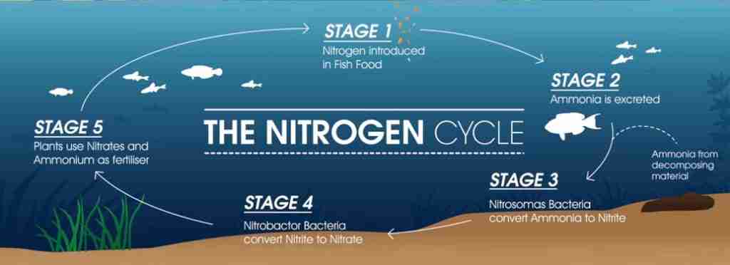 How the Nitrogen Cycle Works