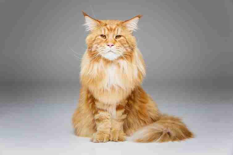 Beautiful older maine coon cat posting