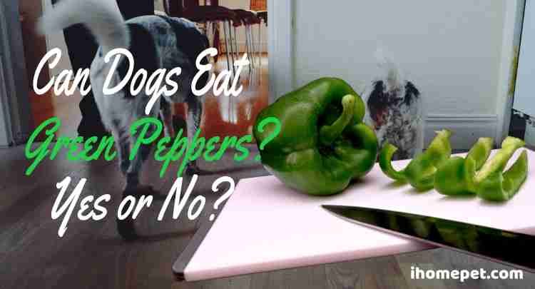 Can dogs eat green peppers?