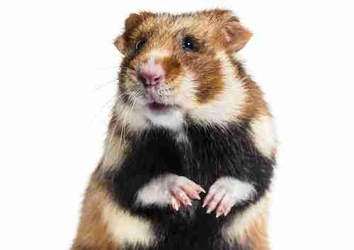 Cute European Hamster for your collegedorm