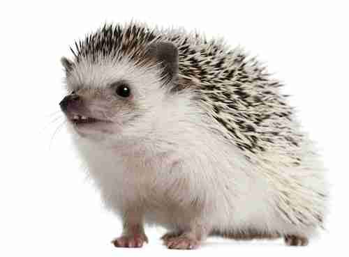A white Four-toed Hedgehog are nice dowm pets
