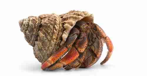 Picture of a Hermit crab are good dorm pets