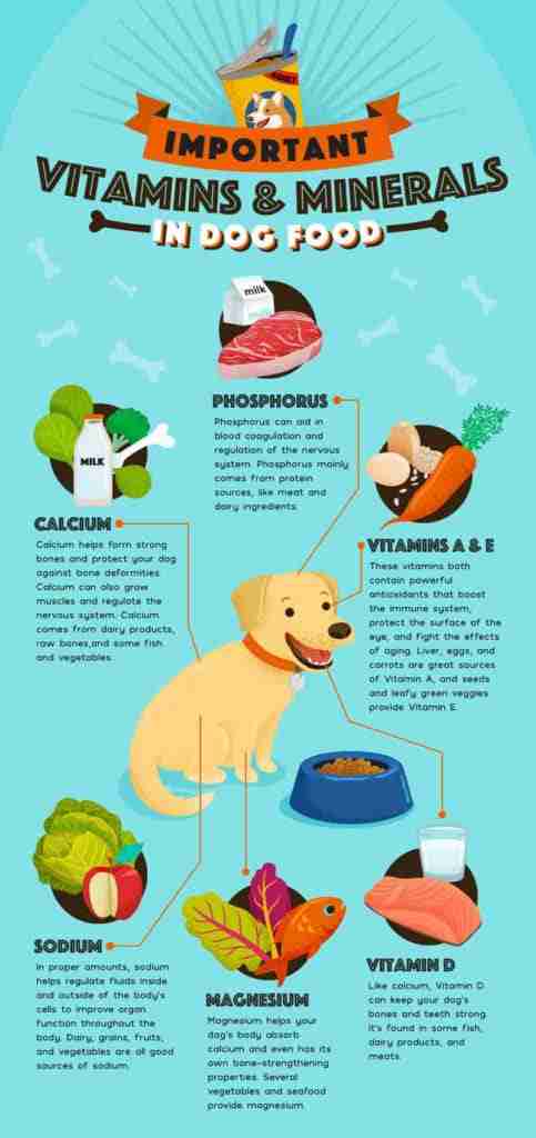 Crucial vitamins and minerals a dog need infograpich