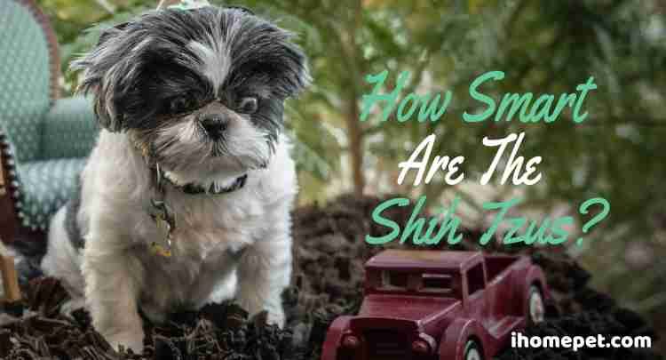 How Smart Are Shih Tzus?