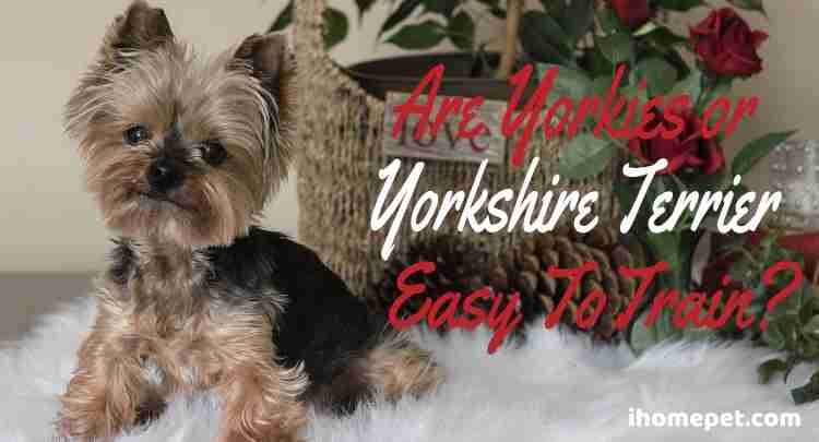 Are Yorkies Easy To Train?