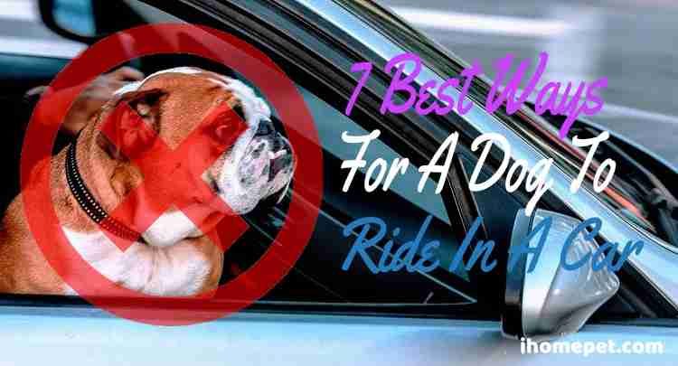 Safest Way For Dog To Ride In A Car
