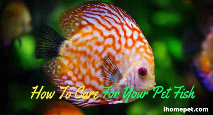 How To Care For Your Pet Fish
