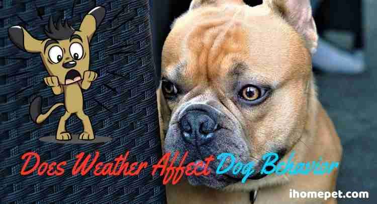 Does Weather Affect Dog Behavior