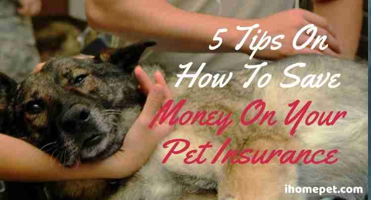 Saving Money On Pet Insurance
