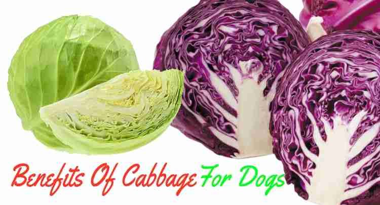 Benefit of cabbage for dogs