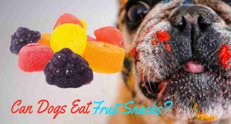 Can Dogs Eat Fruit Snacks