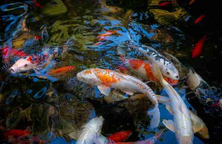 How to Tell If Pond Has Enough Oxygen? Signs of Low Oxygen in Your Pond