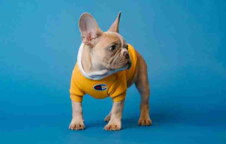 Essential Guide to Grooming Your French Bulldog: From ... - BluFrenchibles