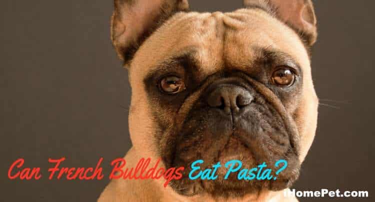 Can French Bulldogs Eat Pasta