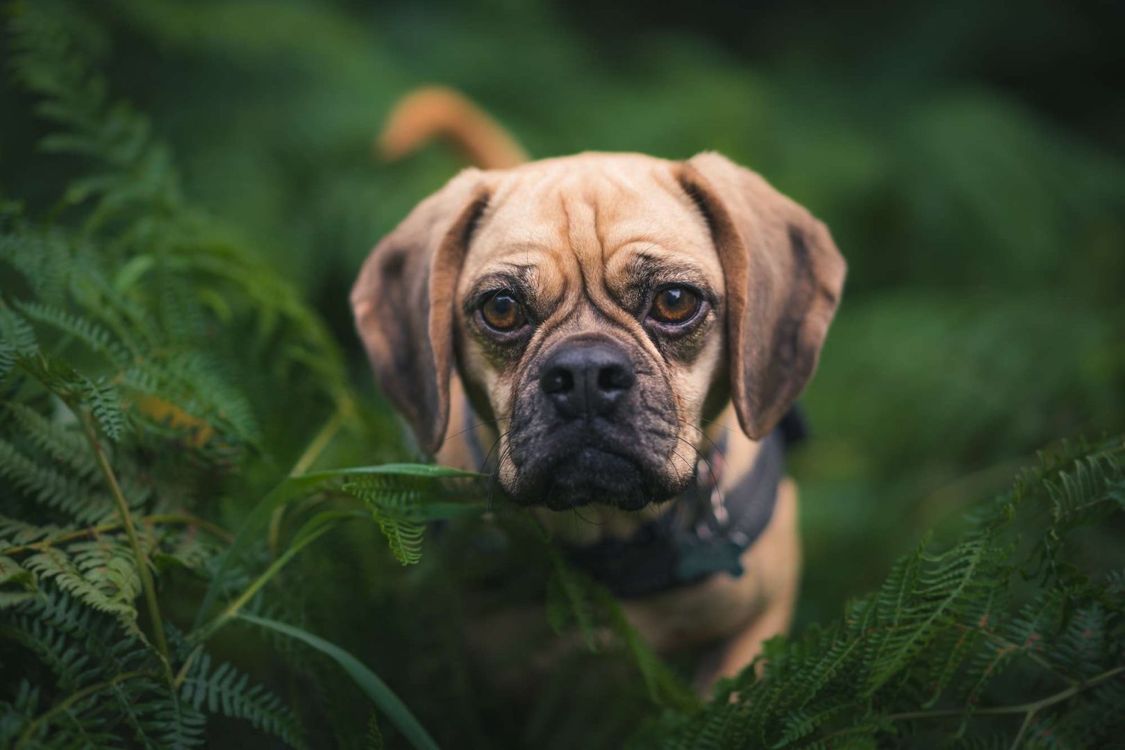Puggle needs a healthy life and parents with health clearances.