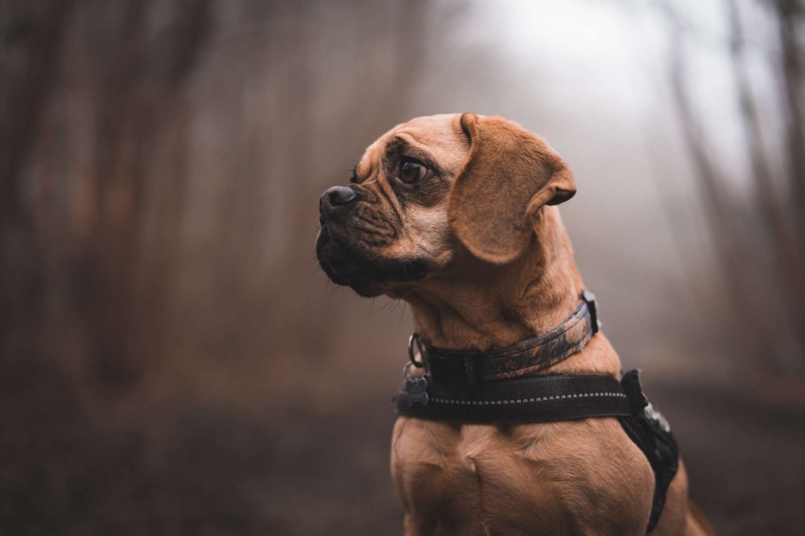 Puggles have wagging tails and can help you promote a friendly nature.