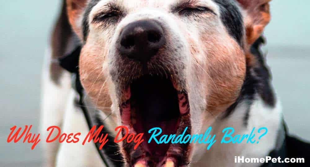 Why Does My Dog Randomly Bark? Understanding Dogs Bark Excessively