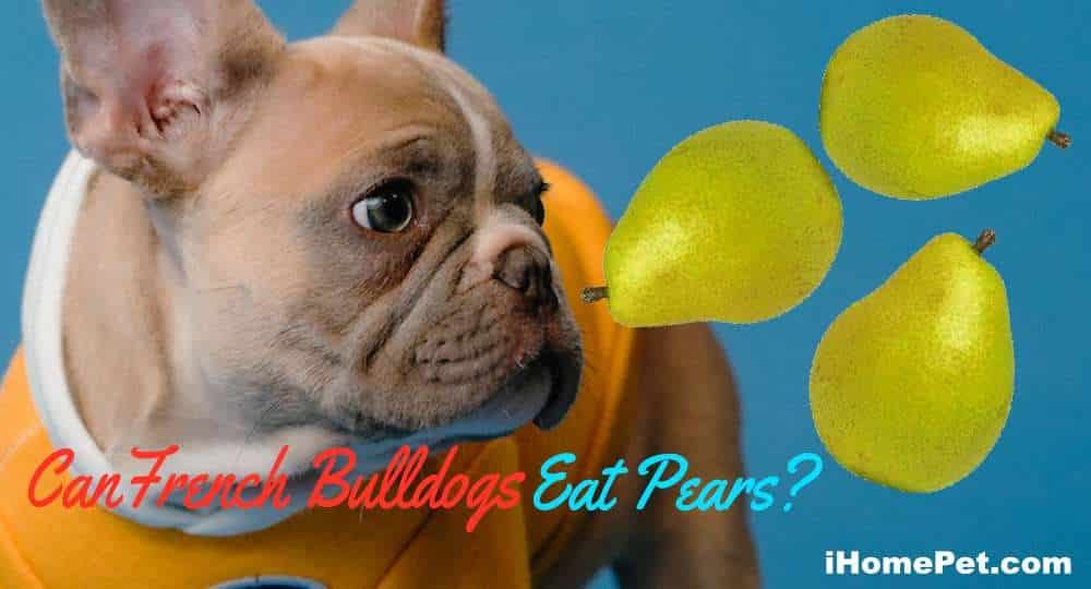 Can French Bulldogs Eat Pears