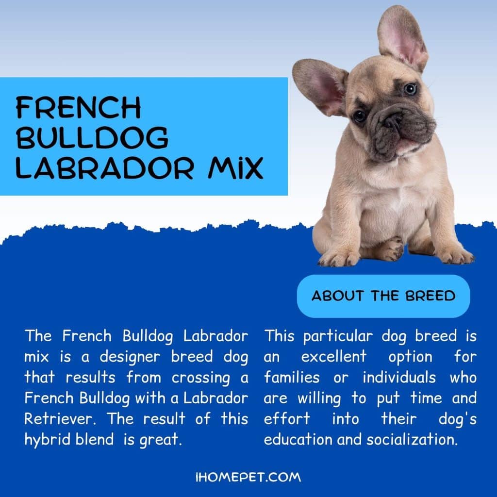French Bulldog Labrador Mix The Lovable Frenchie Lab Mix iHomePet