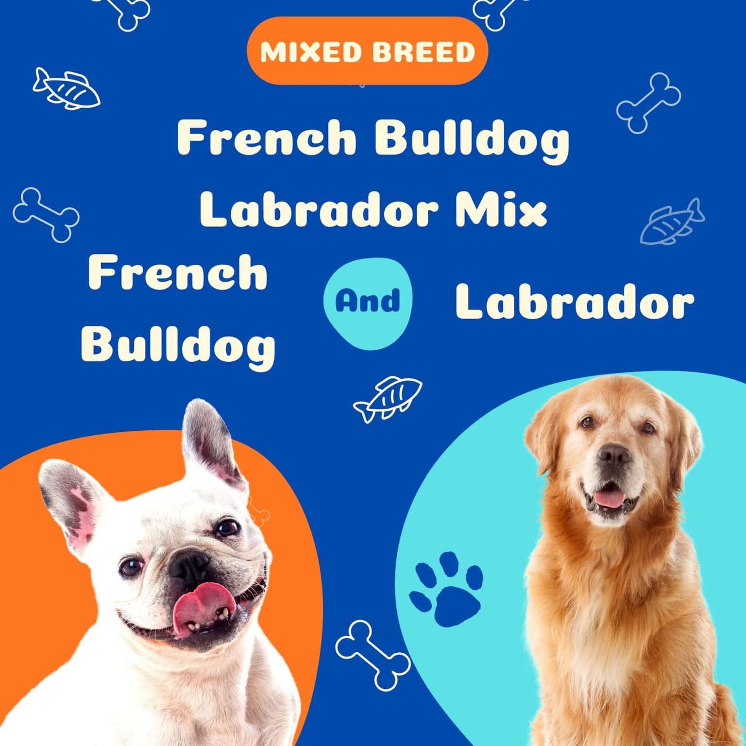 French Bulldog Labrador Mix The Lovable Frenchie Lab Mix iHomePet