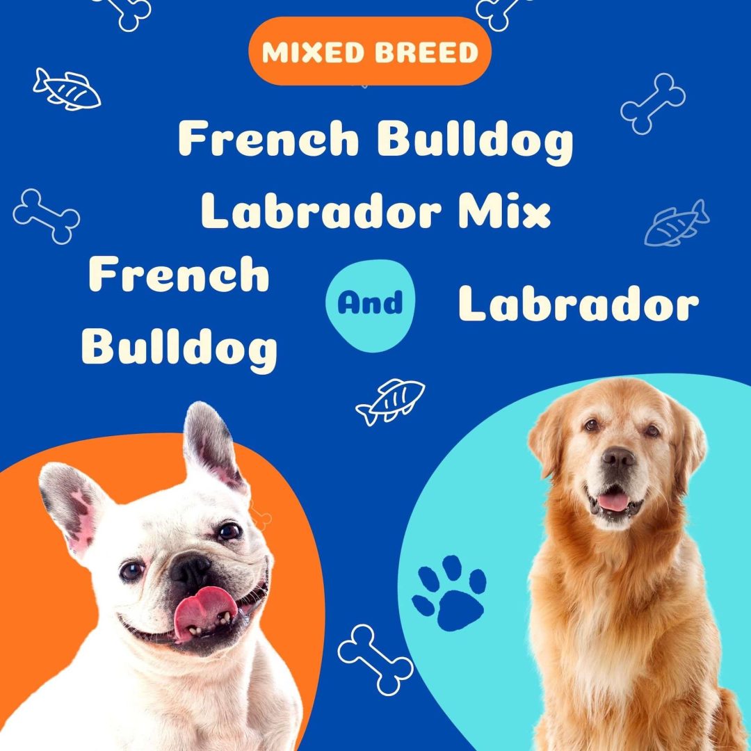 French Bulldog Labrador Mix The Lovable Frenchie Lab Mix iHomePet