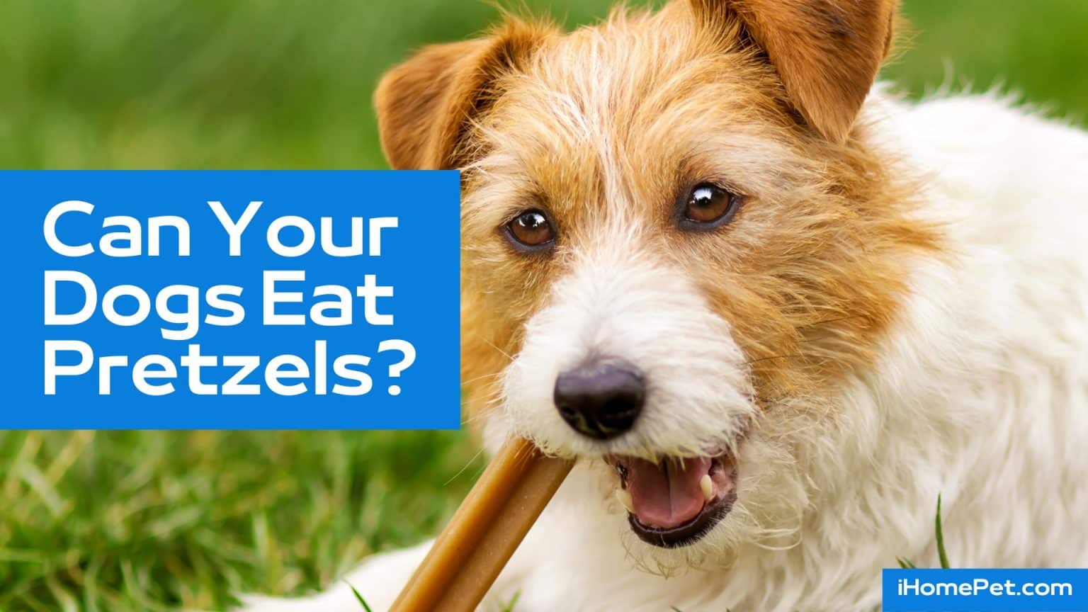 Can Dogs Eat Pretzels? Is It Safe For Dogs To Eat Them? iHomePet